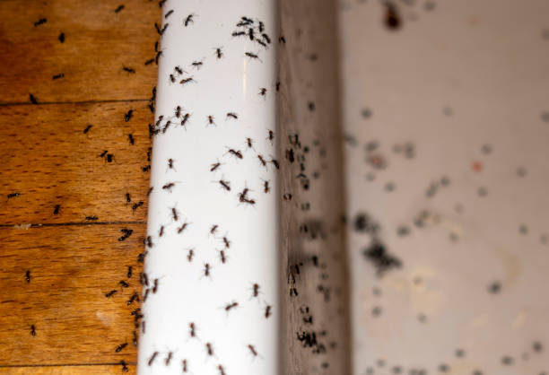 Best Wasp Removal Services  in Goshen, KY